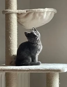 Fenris, ein blauer Chartreux-Kater, als Kätzchen auf einem Kratzbaum
