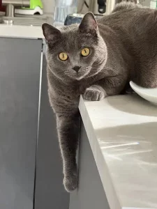 Fenris, ein blauer Chartreux-Kater, der auf einer Küchenarbeitsplatte liegt