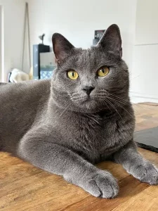 Fenris, ein blauer Chartreux-Kater, der auf einem Holzboden liegt