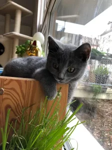 Fenris, ein blauer Chartreux-Kater, der als Kätzchen über den Rand eines hölzernen Pflanzkübels auf einem Balkon späht