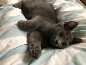 Fenris, ein blauer Chartreux-Kater, als Kätzchen, liegend auf einer weiß-blau-grün gestreiften Decke