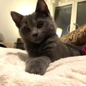 Fenris, ein blauer Chartreux-Kater, als Kätzchen, liegend auf einer weißen Felldecke
