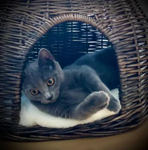 Fenris, ein blauer Chartreux-Kater, als Kätzchen, liegend in einem Katzenbett im Korbstil