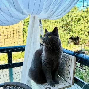 Fenris, ein blauer Chartreux-Kater, sitzt auf einem Balkonhocker, umgeben von einem Netz