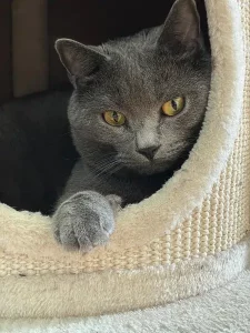 Fenris, ein blauer Chartreux-Kater, sitzt in einem elfenbeinfarbenen Katzenbett