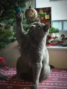 Fenris, ein blauer Chartreux-Kater, sitzt unter einem Weihnachtsbaum und spielt mit einer blauen Christbaumkugel, die dort hängt