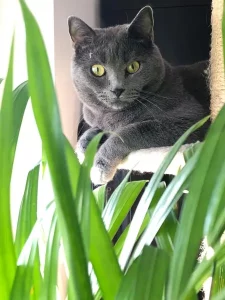 Fenris, eine blaue Chartreux-Katze, sitzt auf einem Vorsprung mit Blick auf eine Pflanze