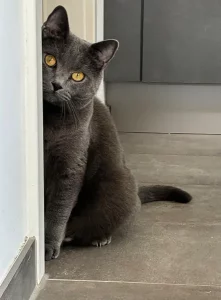 Fenris, ein blauer Chartreux-Kater, der sich halb hinter einem Türrahmen versteckt und um die Kante herumspäht