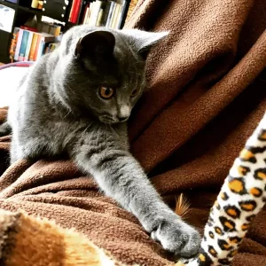 Fenris, ein blauer Chartreux-Kater, spielt als Kätzchen auf einer braunen Decke
