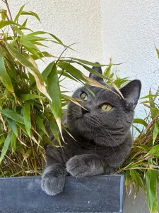Fenris, ein blauer Chartreux-Kater, der sich in einem Karton versteckt