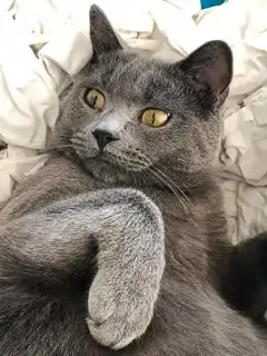 Fenris, ein blauer Chartreux-Kater, der auf dem Rücken auf einem weißen Kissen liegt