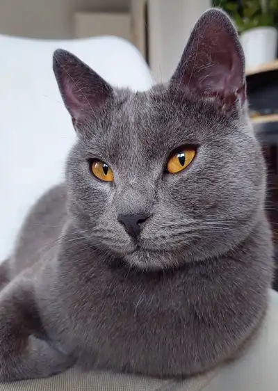 Gino, ein blauer Chartreux-Kater, sitzt auf einem grauen Kissen