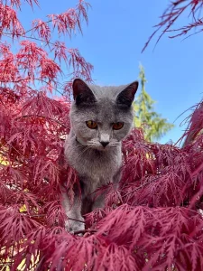 Giacomo, ein blauer Chartreux-Kater, sitzt in einem Baum, umgeben von roten Blättern