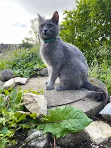 Giacomo, ein blauer Chartreux-Kater, sitzt auf einer Betonplattform, umgeben von grünen Pflanzen und Bäumen