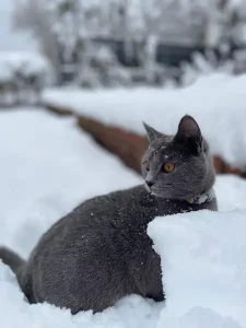 Giacomo, ein blauer Chartreux-Kater, spielt im Schnee
