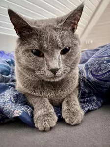 Giacomo, ein blauer Chartreux-Kater, liegt auf einer blauen Decke unter einer weißen Holzdecke