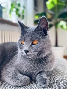 Giacomo, ein blauer Chartreux-Kater, hatte sich auf einem grauen Sofakissen zusammengerollt