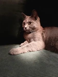 Giacomo, ein blauer Chartreux-Kater, die lässig auf einer grauen Fläche liegt