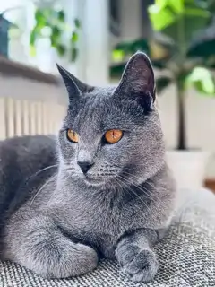 Giacomo, ein blauer Chartreux-Kater, hatte sich auf einem grauen Sofakissen zusammengerollt