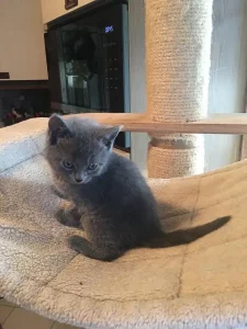 Gino, ein blauer Chartreux-Kater, als Kätzchen auf einem Stuhl mit weißem Stoffbezug sitzend