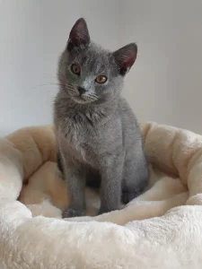 Gino, ein blauer Chartreux-Kater, als Kätzchen, sitzend in einem weißen Bett