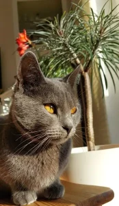 Gino, ein blauer Chartreux-Kater, sitzt auf einem Holzstuhl, im Hintergrund ist ein Baum zu sehen