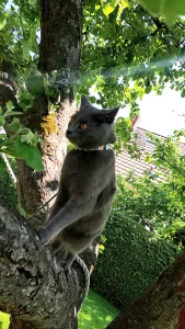 Gino, ein blauer Chartreux-Kater, die auf einen Baum klettert