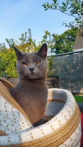 Gino, ein blauer Chartreux-Kater, sitzt draußen in einem weiß-braunen Korb