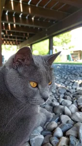 Gino, ein blauer Chartreux-Kater, der unter einer erhöhten Holzterrasse auf grauen Steinen liegt