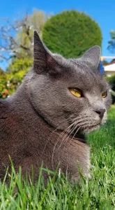 Gino, ein blauer Chartreux-Kater, der faul im Gras liegt