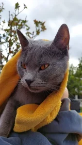 Gino, ein blauer Chartreux-Kater, sitzt draußen und hat sich lässig in eine orange-blaue Decke gewickelt