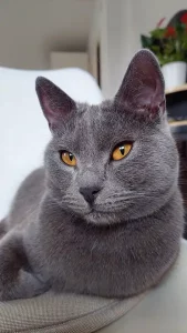 Gino, ein blauer Chartreux-Kater, der auf einem grauen Kissen liegt
