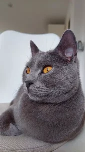 Gino, ein blauer Chartreux-Kater, der auf einem grauen Kissen liegt