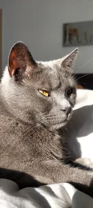 Gino, ein blauer Chartreux-Kater, liegt auf einer weiß-grauen Decke