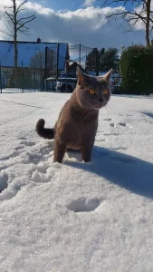 Gino, ein blauer Chartreux-Kater der im Schnee spielt
