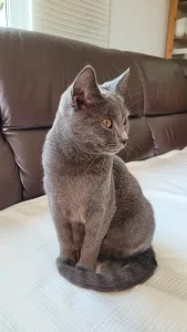 Gino, ein blauer Chartreux-Kater, der auf einer weißen Decke auf einem Sofa sitzt