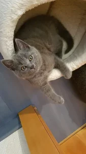 Gino, ein blauer Chartreux-Kater, als Kätzchen, sitzend in einem Bett aus weißem Stoff