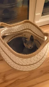 Gino, ein blauer Chartreux-Kater der sich als Kätzchen in einem Korb versteckte