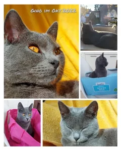 Bilder von Gino, ein blauer Chartreux-Kater, in verschiedenen Posen