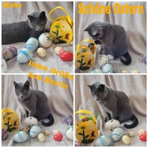 4 Fotos von Gino, ein blauer Chartreux-Kater, der auf einer grauen Decke, umgeben von bunten Eiern, Ostern feiert