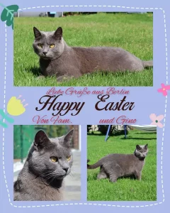 Bild einer Osterkarte mit ein blauer Chartreux-Kater.