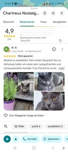 Ein Google-Rezensionsbeitrag über ein blauer Chartreux-Kater, der Nostalgie weckt.