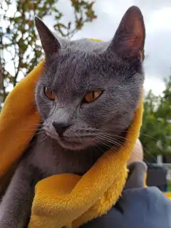 Gino, ein blauer Chartreux-Kater, sitzt draußen und hat sich lässig in eine orange-blaue Decke gewickelt