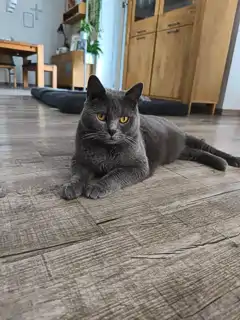 Mogli, ein blauer Chartreux-Kater, liegt auf einem behandelten Holzboden