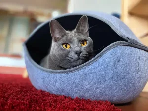 Pablo, ein blauer Chartreux-Kater, in einem blauen Katzenbett