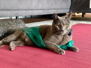 Pablo, ein blauer Chartreux-Kater, liegt auf einem roten Teppich und ist in einen grünen Schal gewickelt