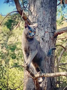 Pablo, ein blauer Chartreux-Kater, die auf einem Ast in einem Baum steht
