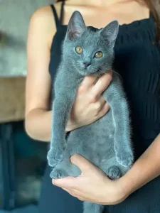 Pablo, ein blauer Chartreux-Kater, der von einer jungen Frau gehalten wird