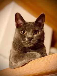 Pablo, ein blauer Chartreux-Kater, die auf einer Holzleiste sitzt