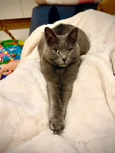 Pablo, ein blauer Chartreux-Kater, der sich auf einer weißen Felldecke ausstreckt